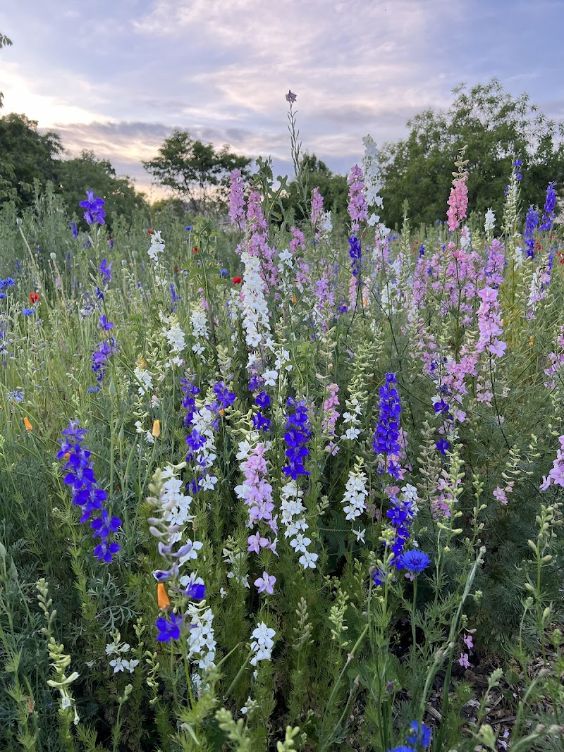 Native Flower Circle Garden photo 2