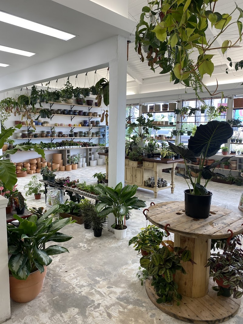 Leaf and Vine, Urban Plant Shop photo 5