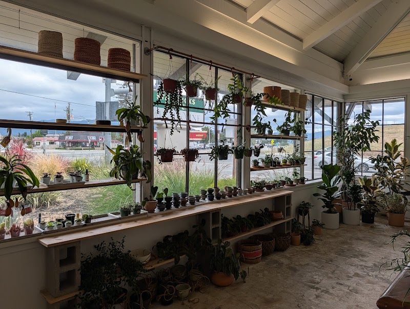 Leaf and Vine, Urban Plant Shop photo 2