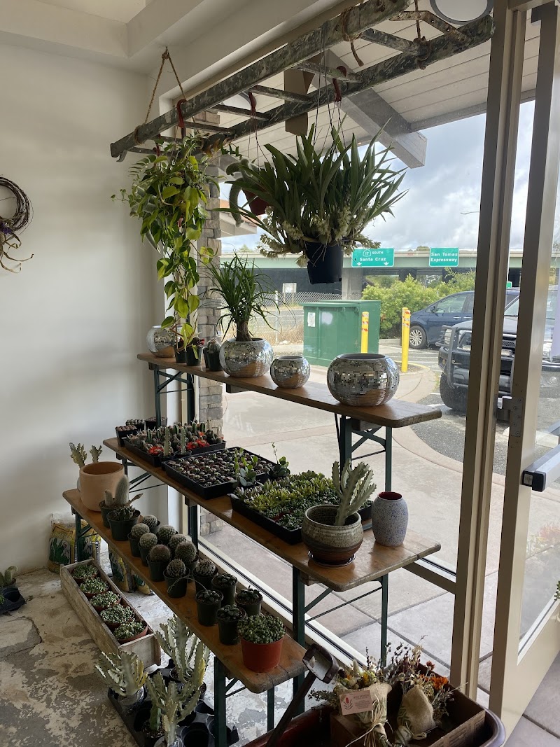 Leaf and Vine, Urban Plant Shop photo 3