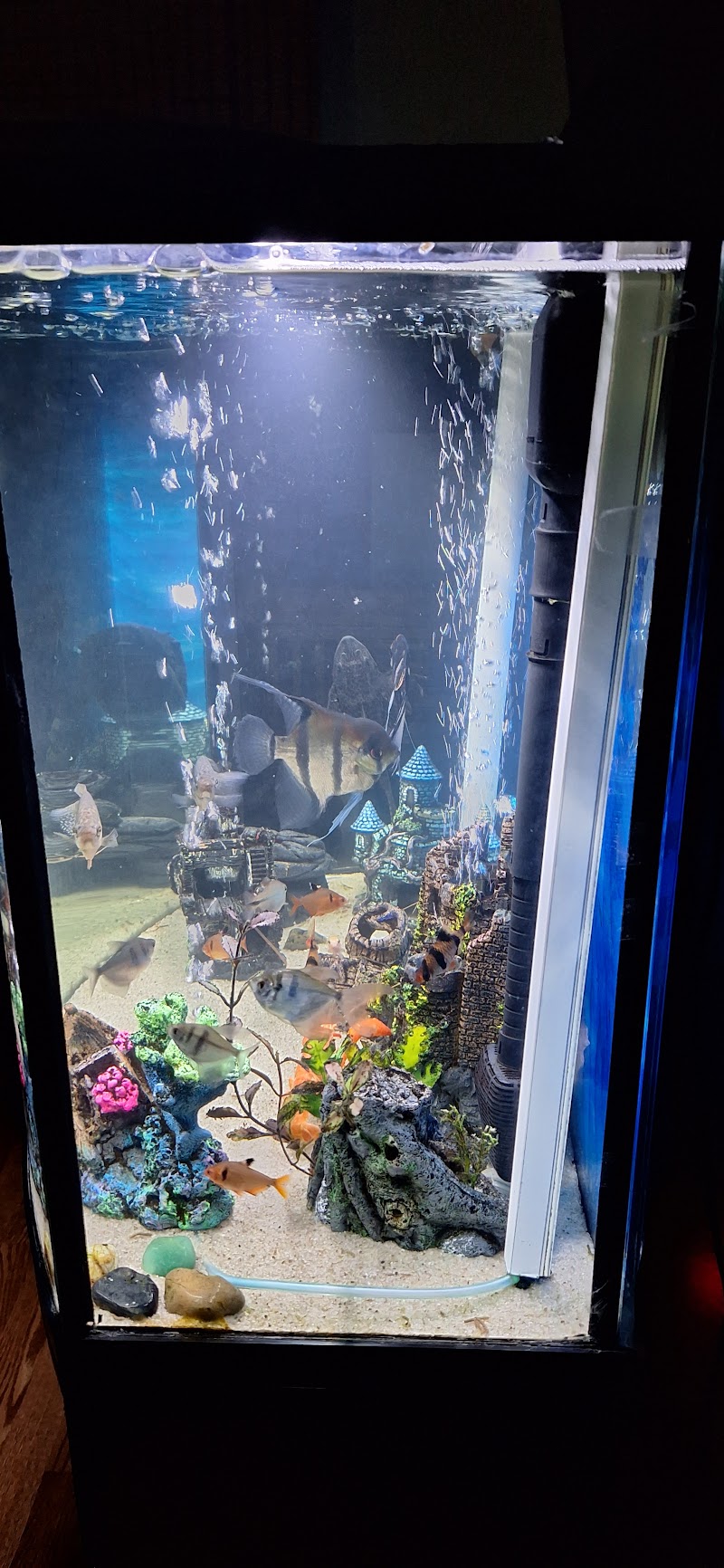 Pet Supermarket photo 5
