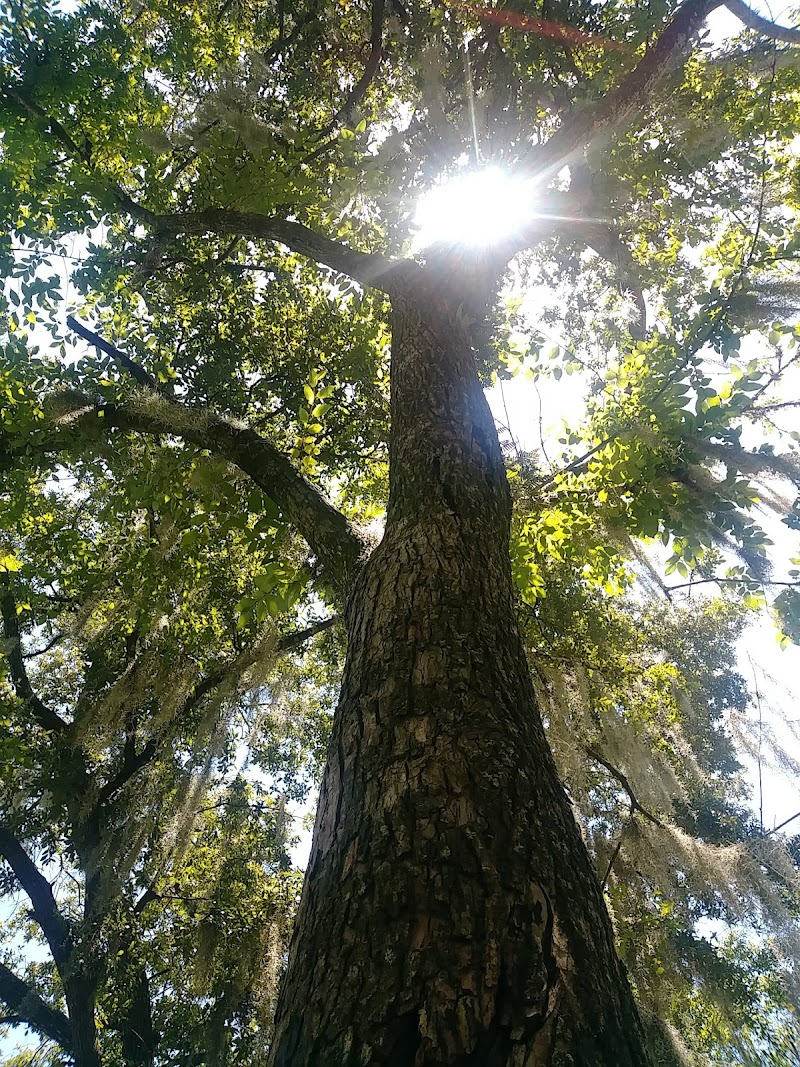 Cherry Street Park photo 4
