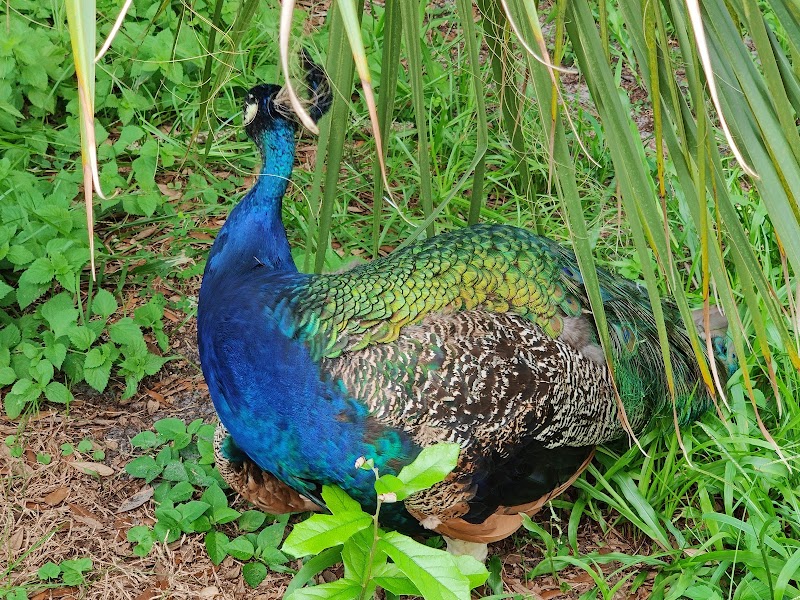 Chassahowitzka Wildlife Management Area photo 5