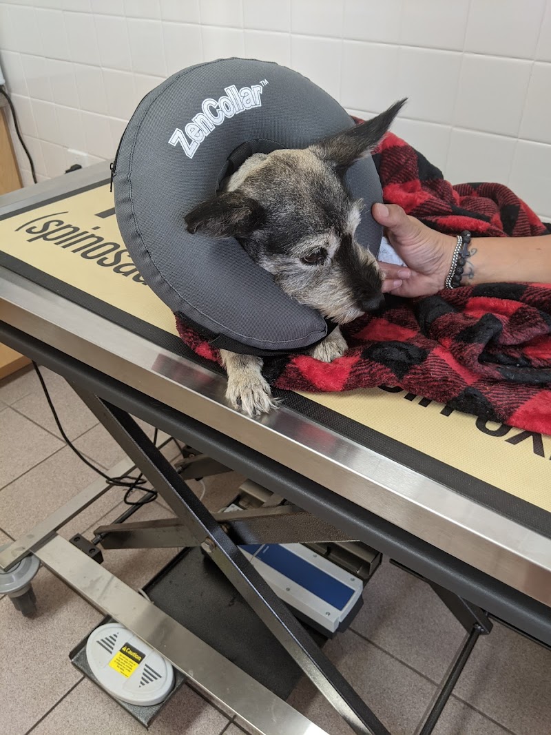 Animal Medical Clinic of Spring Hill photo 2