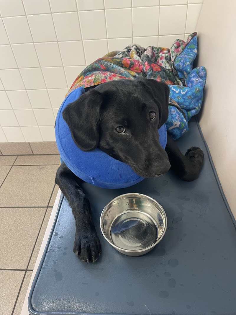 Animal Medical Clinic of Spring Hill photo 3