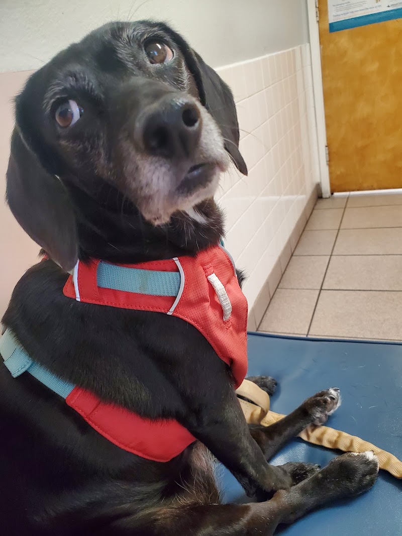 Animal Medical Clinic of Spring Hill photo 5