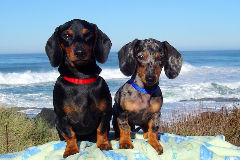 Photo of Coastside Veterinary Clinic, Inc.