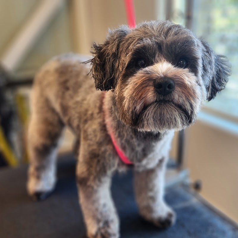 April's Angelic Paws Premium Pet Spa photo 4