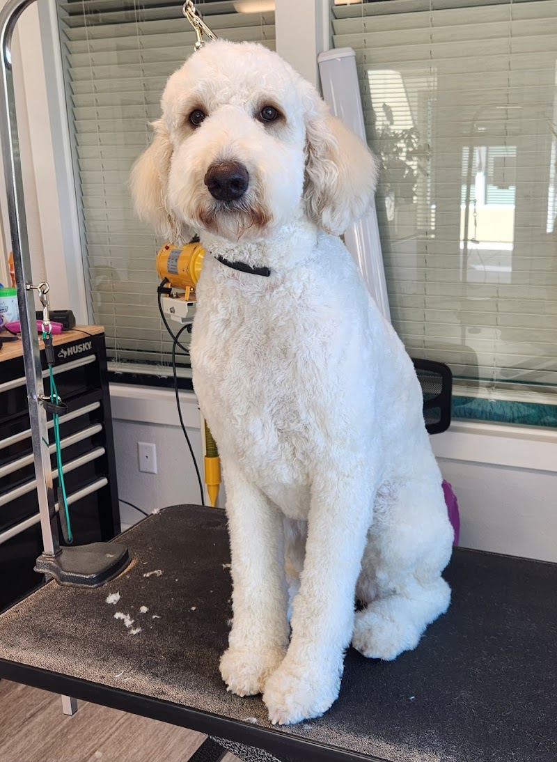 April's Angelic Paws Premium Pet Spa photo 2