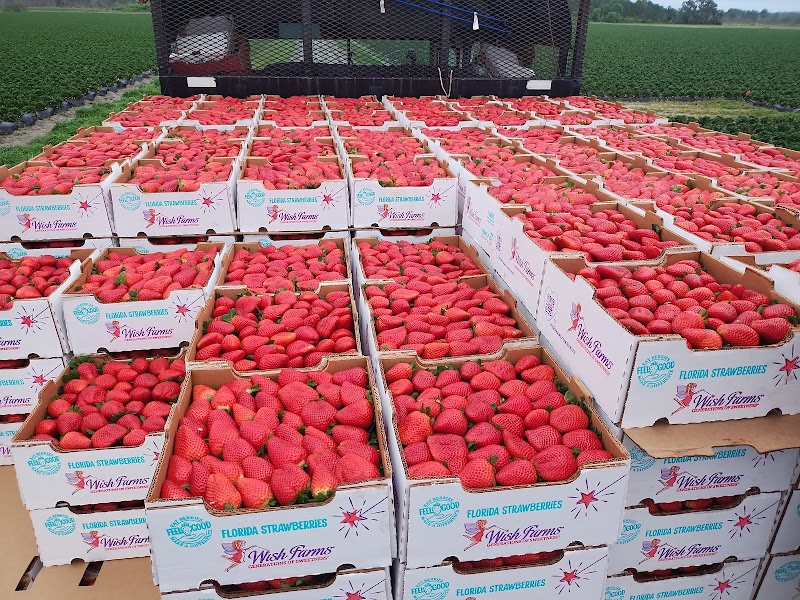 Wish Farms photo 2