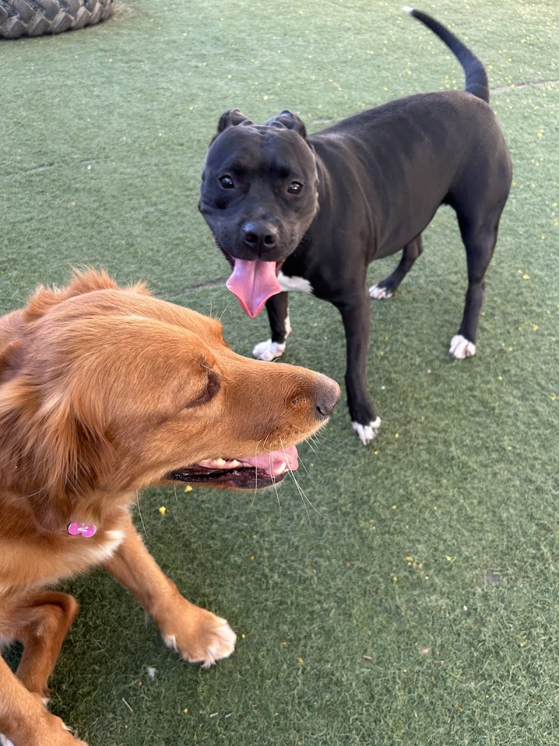 Bill's Mutt House photo 5