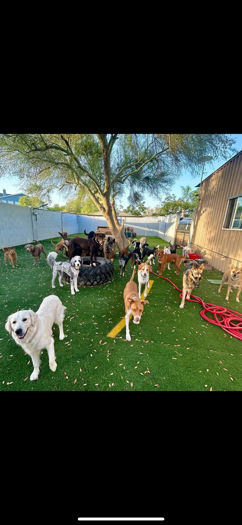 Photo of Bill's Mutt House