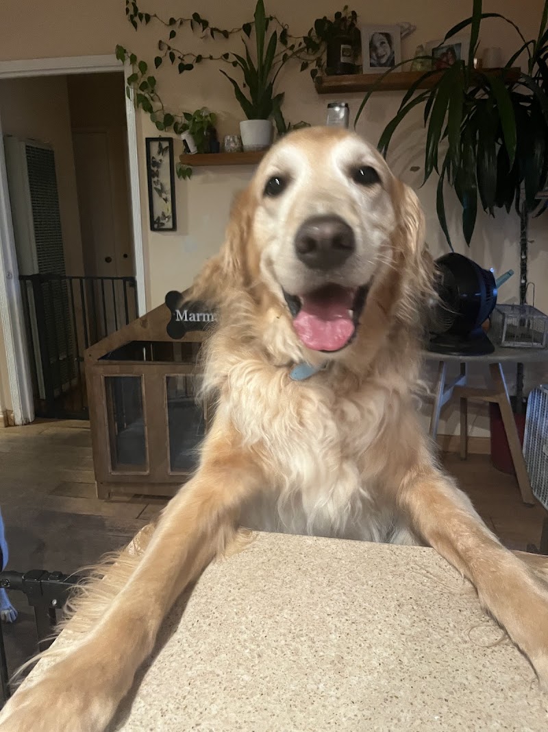 Muttley’s Playhouse LLC photo 2