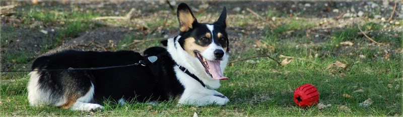 Photo of Woof and Whiskers Pet Sitting, LLC