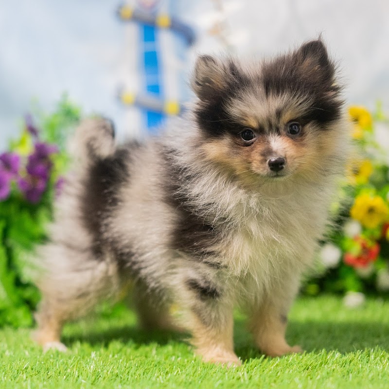 Blue Sky Puppies Orlando photo 5
