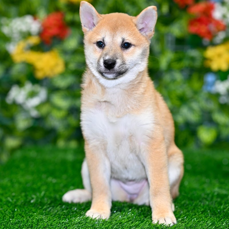 Blue Sky Puppies Orlando photo 4
