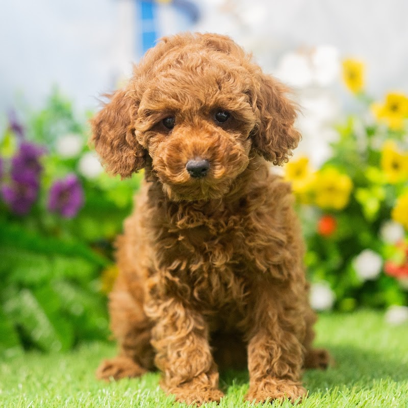 Blue Sky Puppies Orlando photo 3