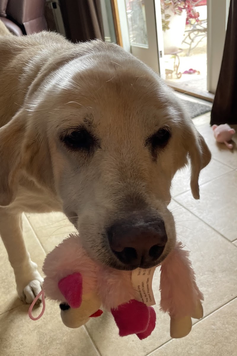 Restful Paws - In Home Pet Hospice and Euthanasia, A SAGE Service photo 2