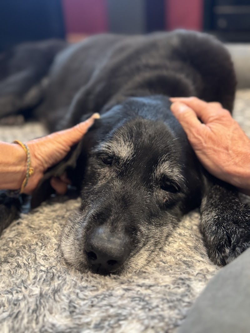 Photo of Restful Paws - In Home Pet Hospice and Euthanasia, A SAGE Service