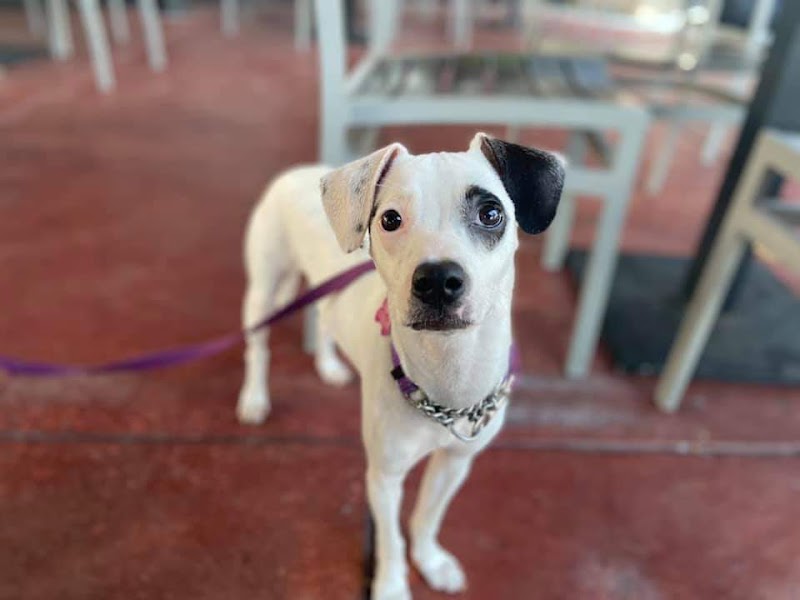 Dogs Allowed Inc. photo 3
