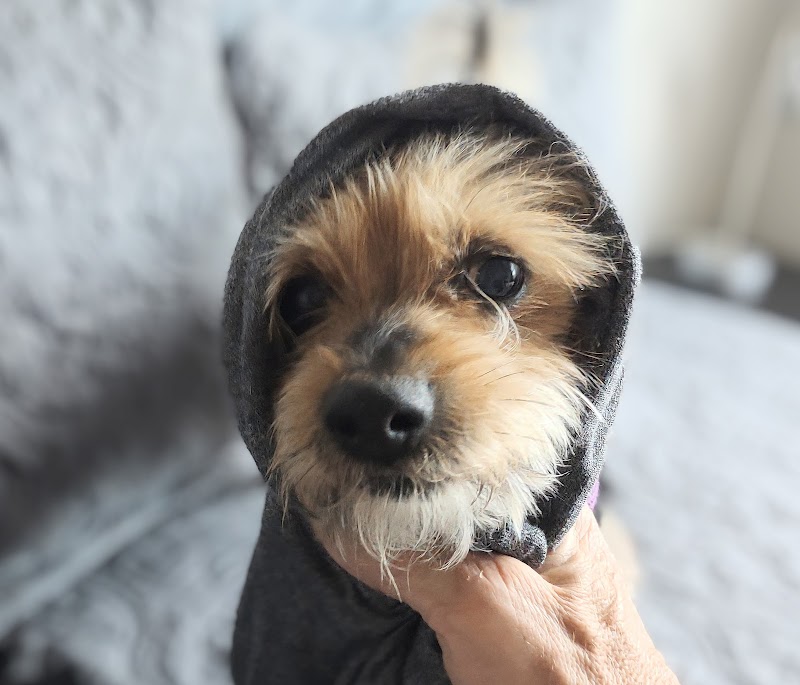 Photo of Dogs Allowed Inc.