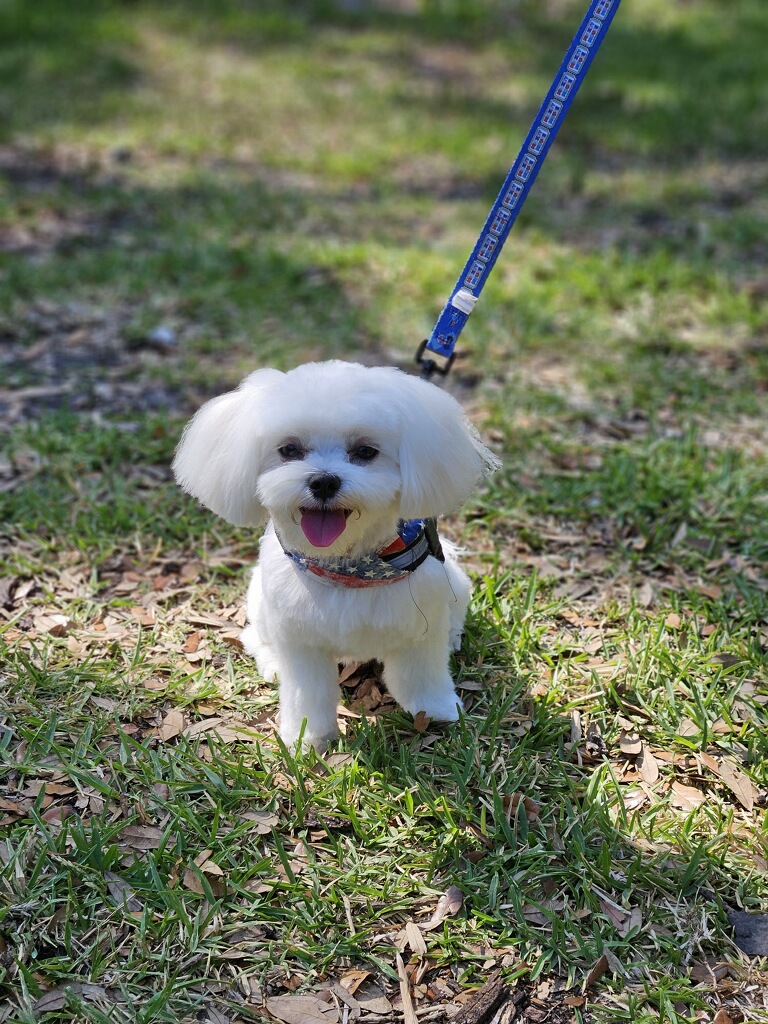 The Paw Spa Tampa photo 3