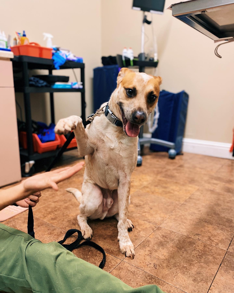 Hayward Veterinary Hospital photo 5