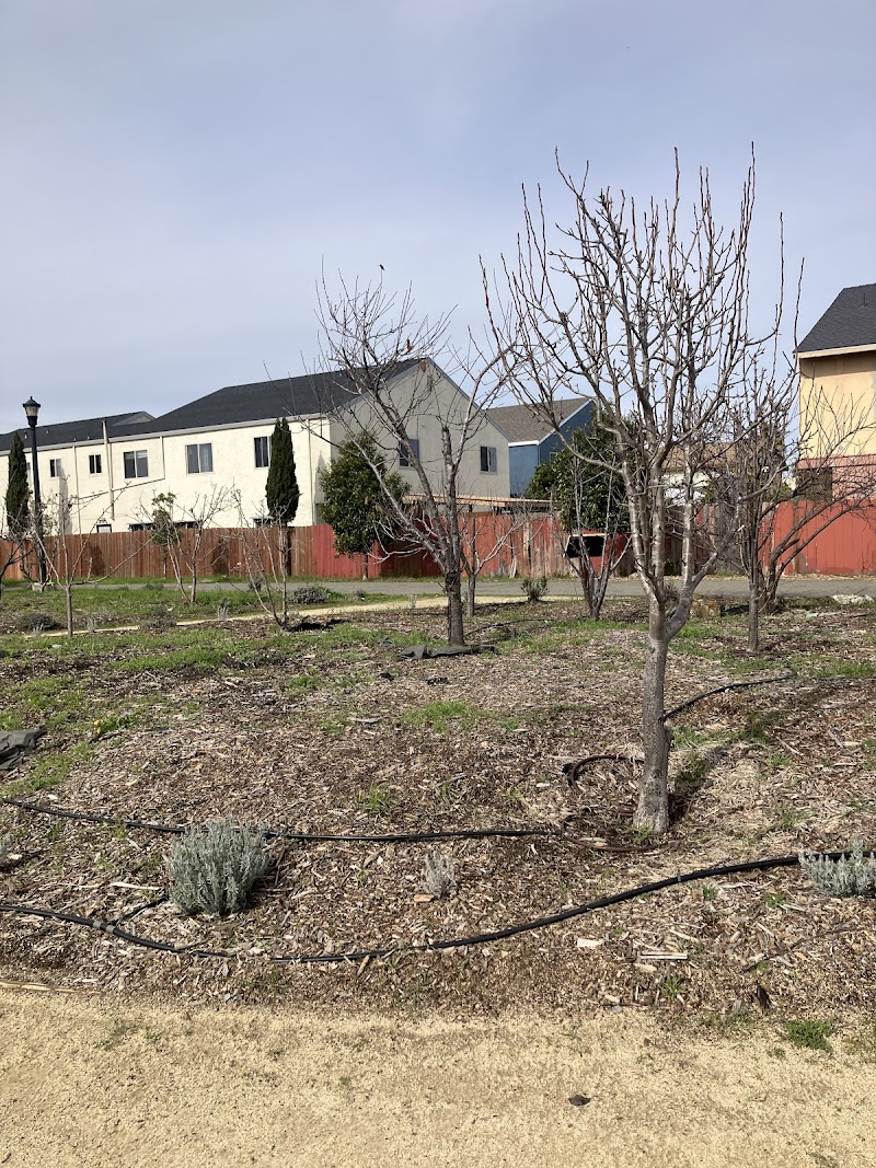 Urban Tilth's Edible Forest photo 2