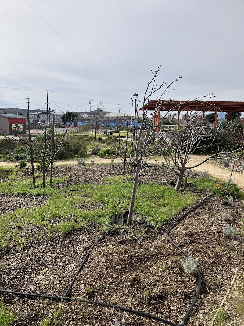 Urban Tilth's Edible Forest photo 4