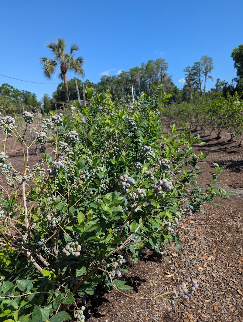 Church Lake Farms photo 3
