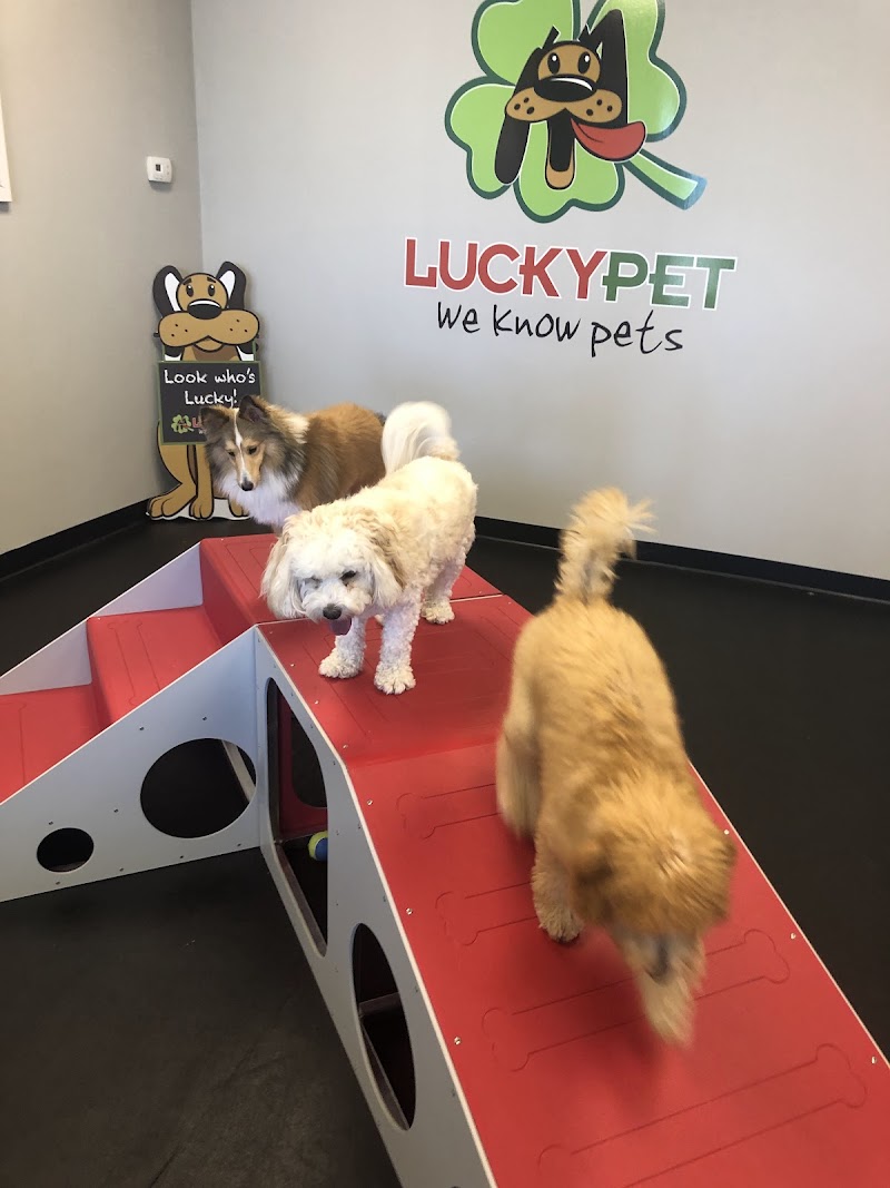 Lucky Pet photo 3