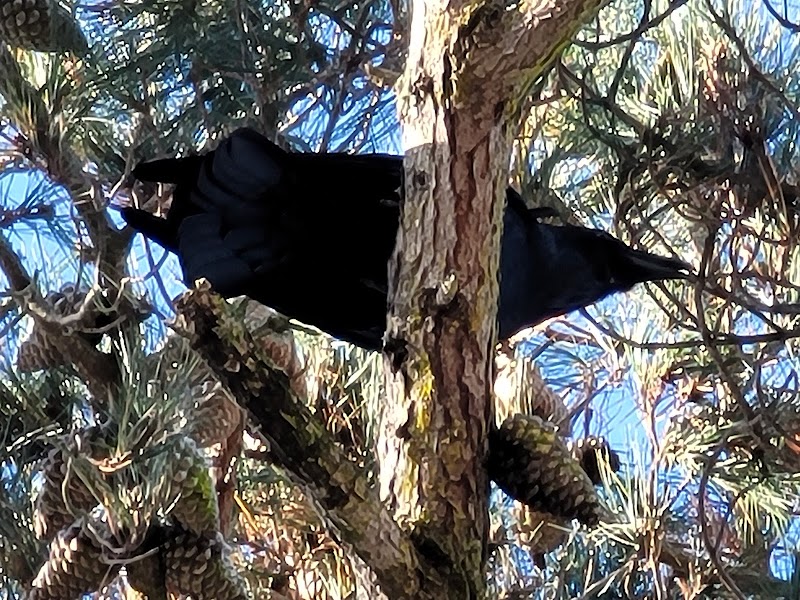 Photo of Raven Tree of Mill Valley