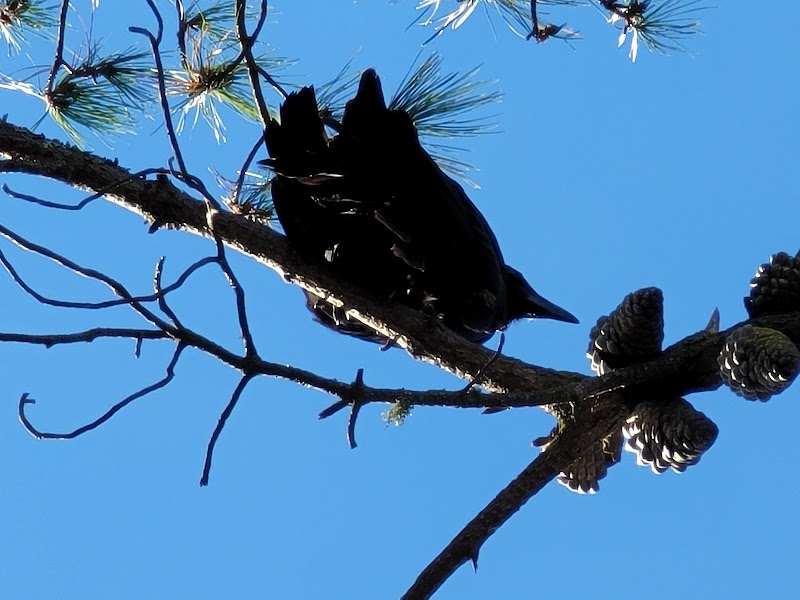 Raven Tree of Mill Valley photo 4