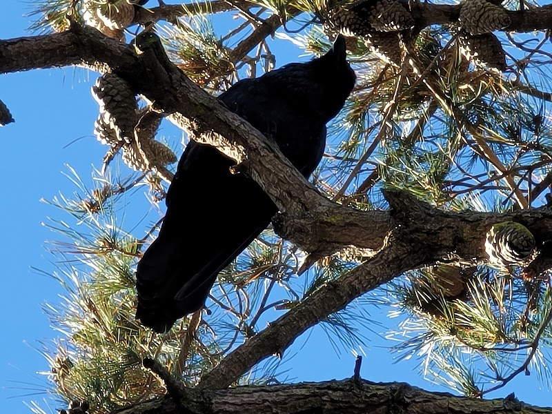 Raven Tree of Mill Valley photo 5