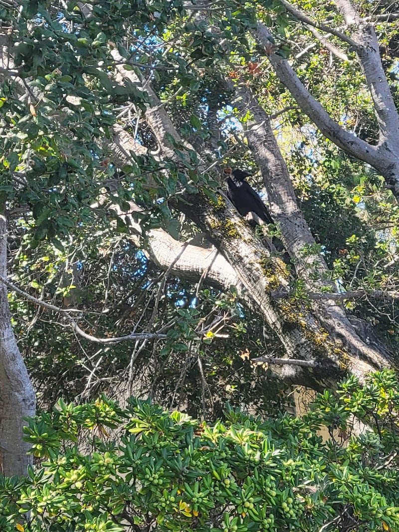 Raven Tree of Mill Valley photo 3