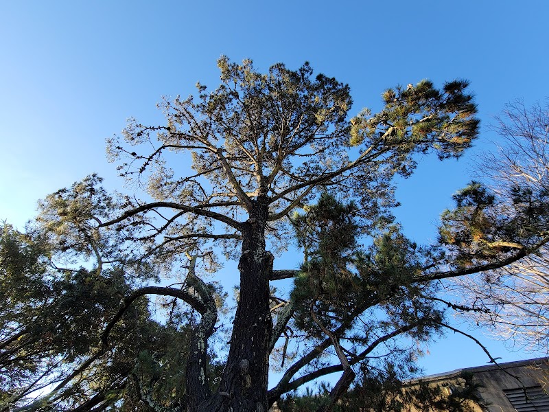 Raven Tree of Mill Valley photo 2