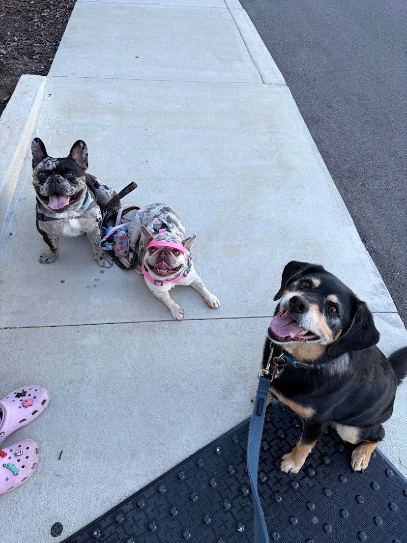 PCBA VET TECH SITTERS, LLC photo 4