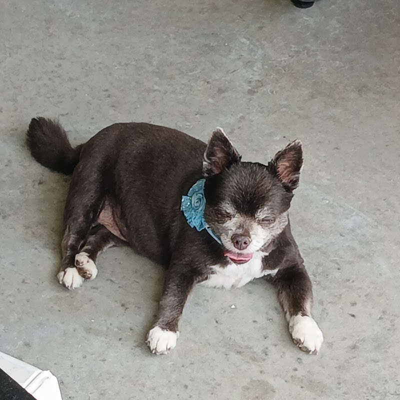 Puppy Luv Boarding & Grooming photo 5