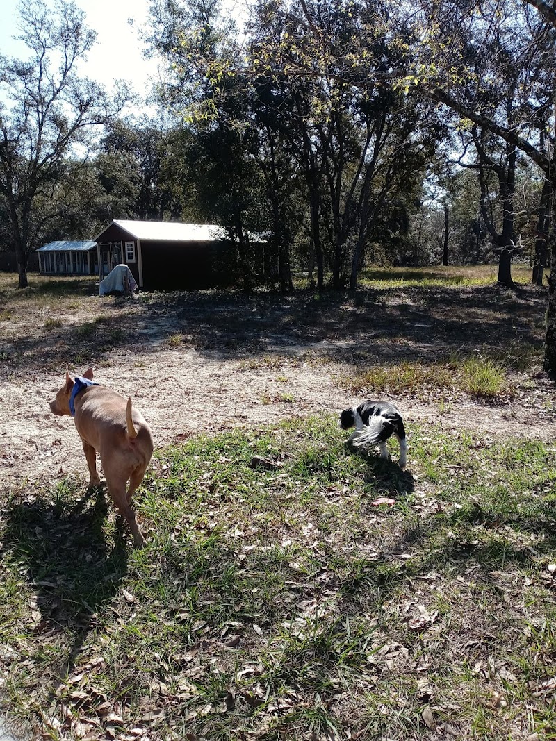 Puppy Luv Boarding & Grooming photo 3