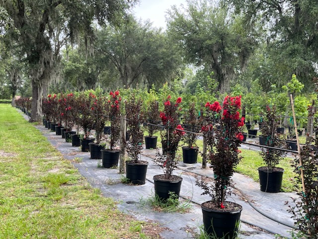 Plant City Tree Farm photo 2