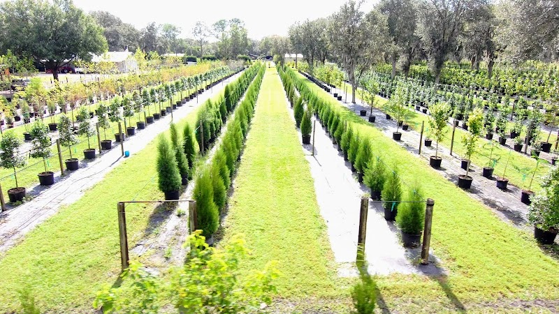 Plant City Tree Farm photo 3