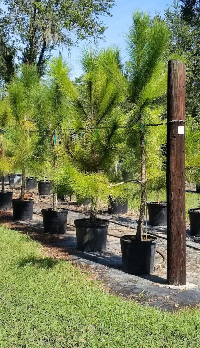 Plant City Tree Farm photo 5