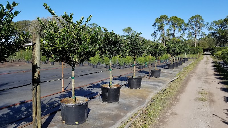 Plant City Tree Farm photo 4