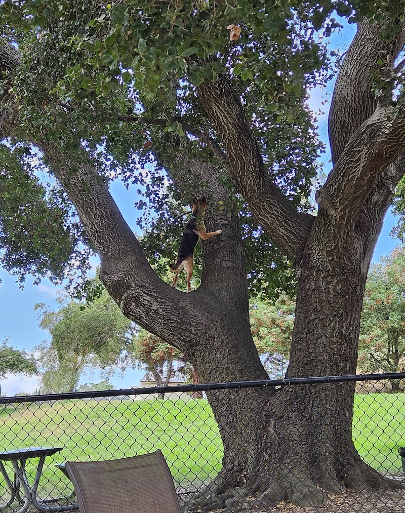 Earl Warren Dog Park photo 4