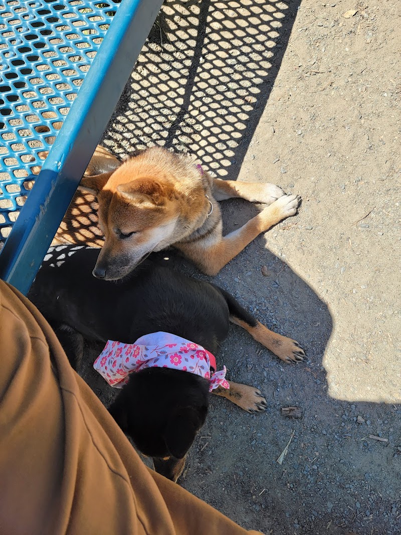 Earl Warren Dog Park photo 3