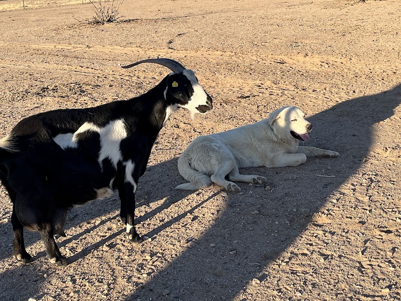 Iron Quail Ranch photo 2