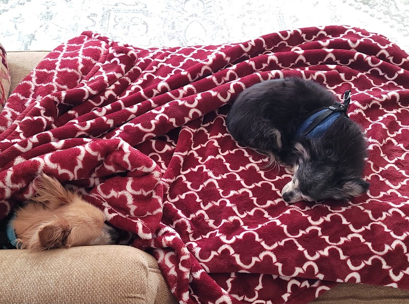 Home Sweet Home Pets photo 4