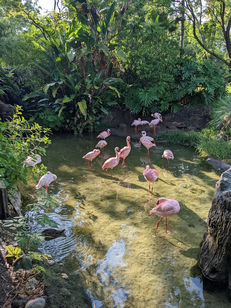 Lesser Flamingo Exhibit photo 2