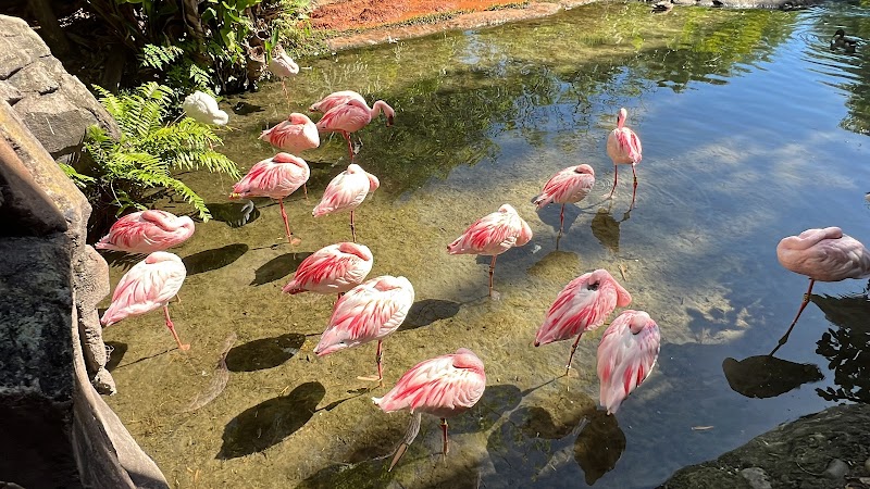 Photo of Lesser Flamingo Exhibit