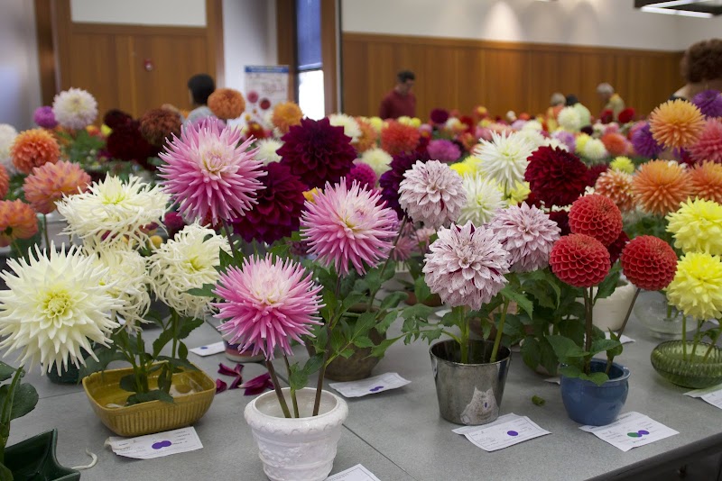 Photo of San Leandro Dahlia Society